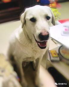 一个狗狗最新爆料视频在线观看,揭秘宠物界的秘密生活 第3张 一个狗狗最新爆料视频在线观看,揭秘宠物界的秘密生活 第3张